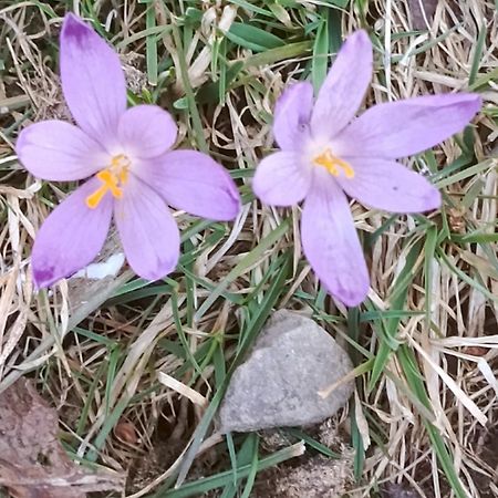 자보자 Gazdowka Na Mosornym Groniu 빌라 외부 사진